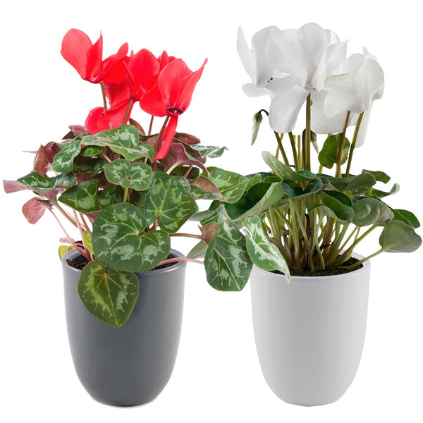 Cycleman Halios in Container, Choose Your Style