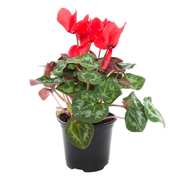 Cycleman Halios in Container, Choose Your Style