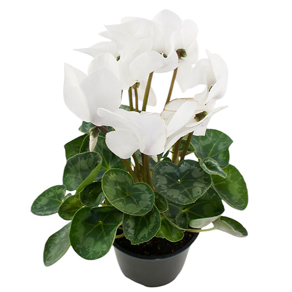 Cycleman Halios in Container, Choose Your Style