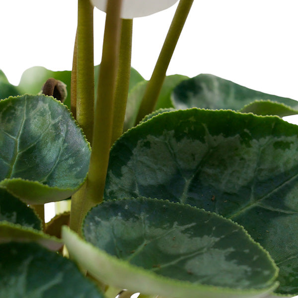 Cycleman Halios in Container, Choose Your Style