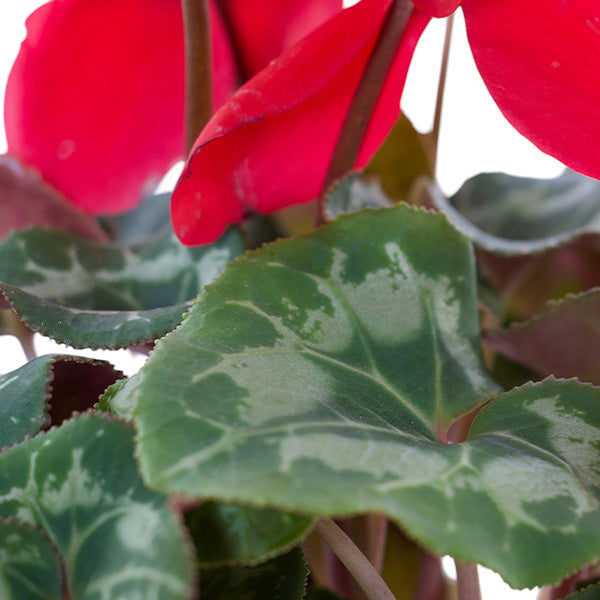 Cycleman Halios in Container, Choose Your Style