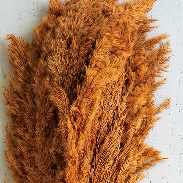 Auburn Pampas Grass, Set of 4 Bundles
