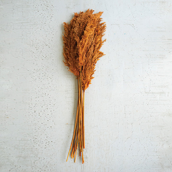 Auburn Pampas Grass, Set of 4 Bundles
