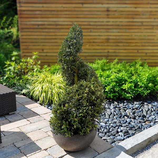 Eugenia Spiral Topiary 36"