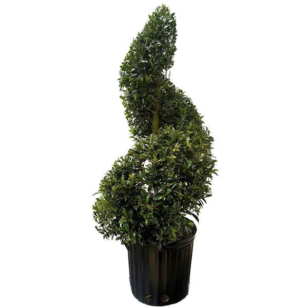 Eugenia Spiral Topiary 36"