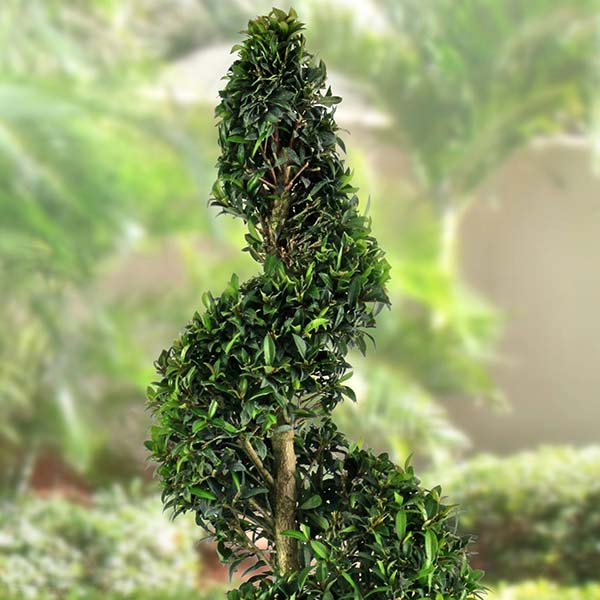 Eugenia Spiral Topiary 36"