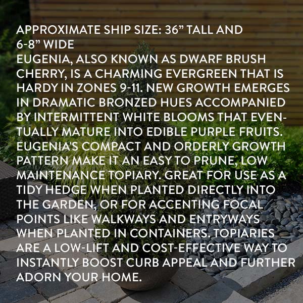 Eugenia Spiral Topiary 36"