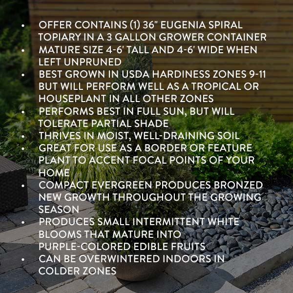 Eugenia Spiral Topiary 36"