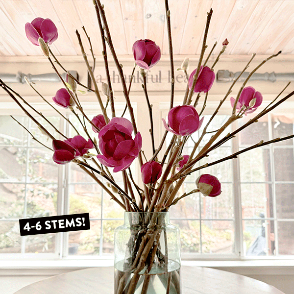 3-4 Feet Live Tulip Magnolia Flower Tree Branches