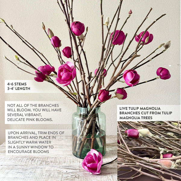 3-4 Feet Live Tulip Magnolia Flower Tree Branches
