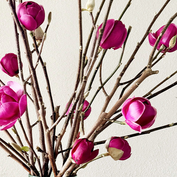 3-4 Feet Live Tulip Magnolia Flower Tree Branches