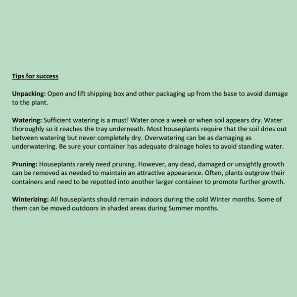 Begonia Polka Dot Houseplant, Pick Your Pot