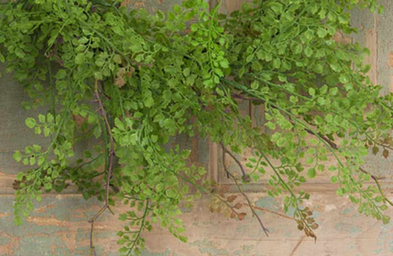 Maidenhair Fern Wreath