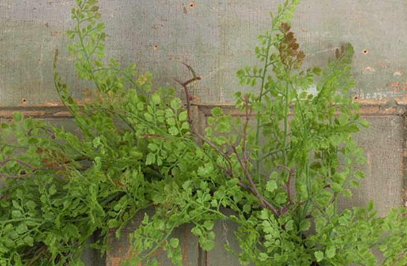 Maidenhair Fern Wreath