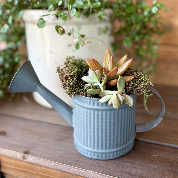 Decorative Tabletop Watering Cans, Set of 2