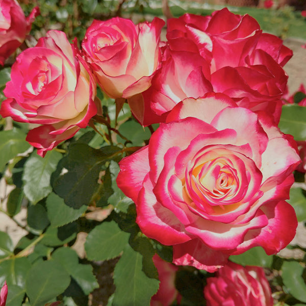 Cherry Parfait Bare Root Rose, Choose Your Quantity