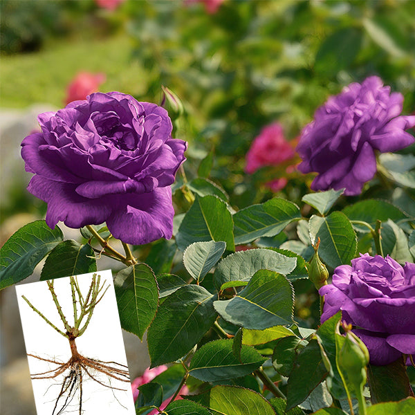 Angel Face Bare Root Rose, Choose Your Quantity
