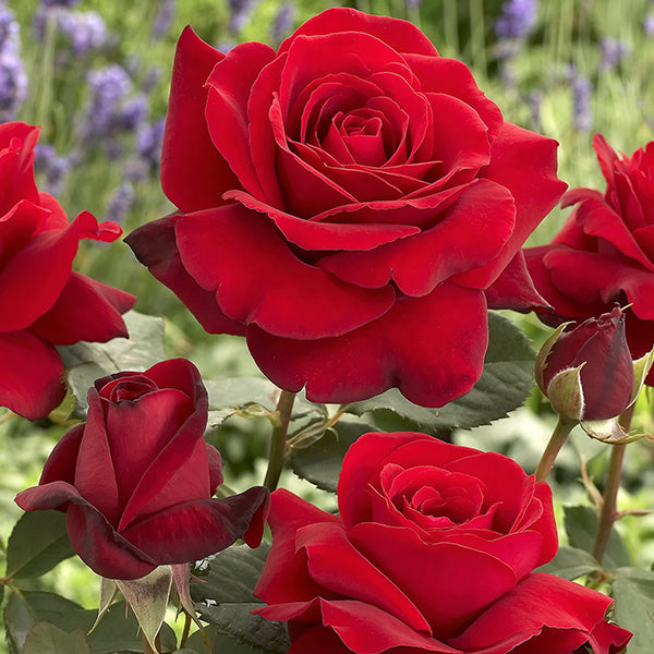 Artic Flame Bare Root Rose, Choose Your Quantity