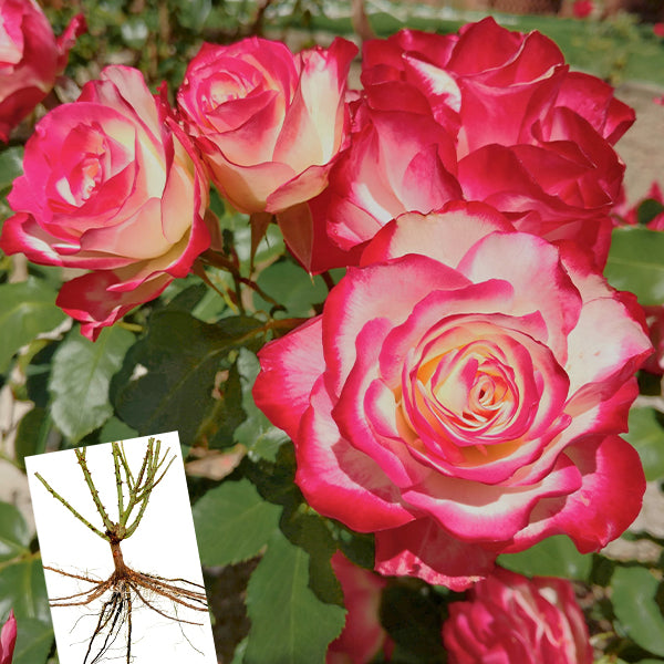 Cherry Parfait Bare Root Rose, Choose Your Quantity