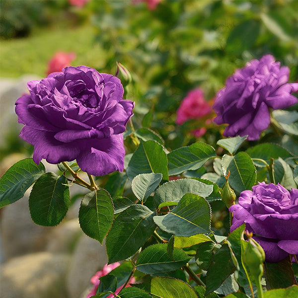 Angel Face Bare Root Rose, Choose Your Quantity