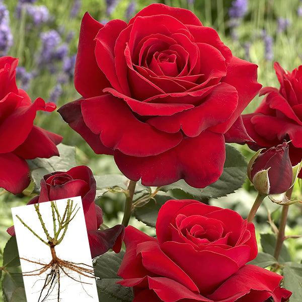 Artic Flame Bare Root Rose, Choose Your Quantity