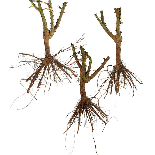 Artic Flame Bare Root Rose, Choose Your Quantity