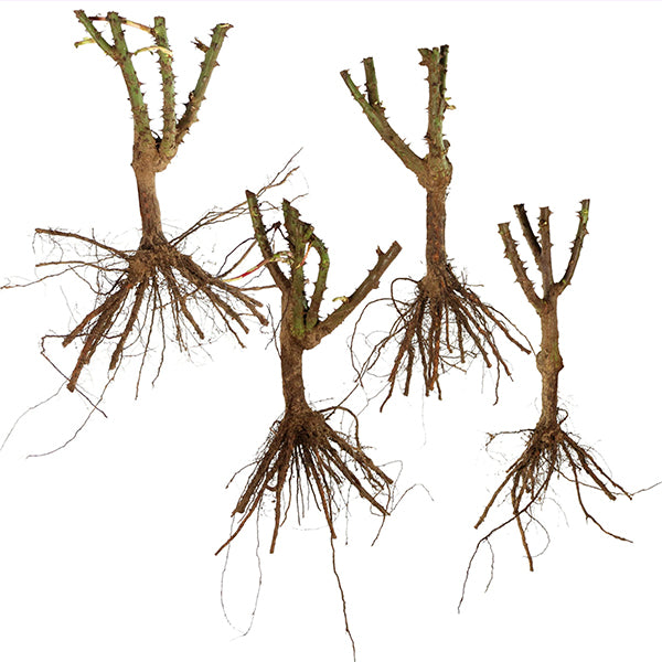 Artic Flame Bare Root Rose, Choose Your Quantity