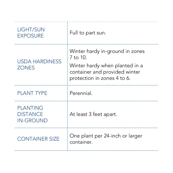 Cherry Parfait Bare Root Rose, Choose Your Quantity