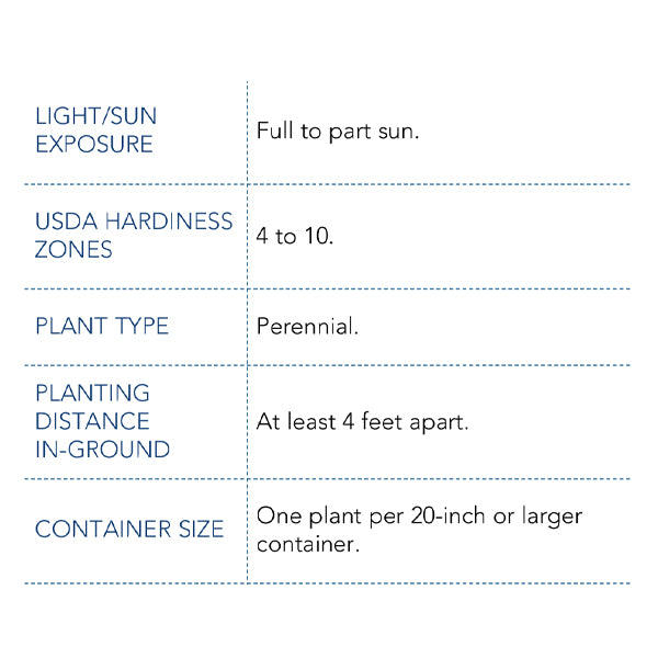 Artic Flame Bare Root Rose, Choose Your Quantity