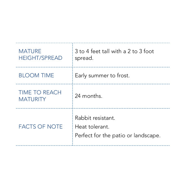Cherry Parfait Bare Root Rose, Choose Your Quantity