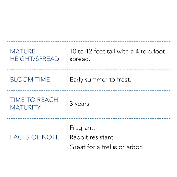 Artic Flame Bare Root Rose, Choose Your Quantity
