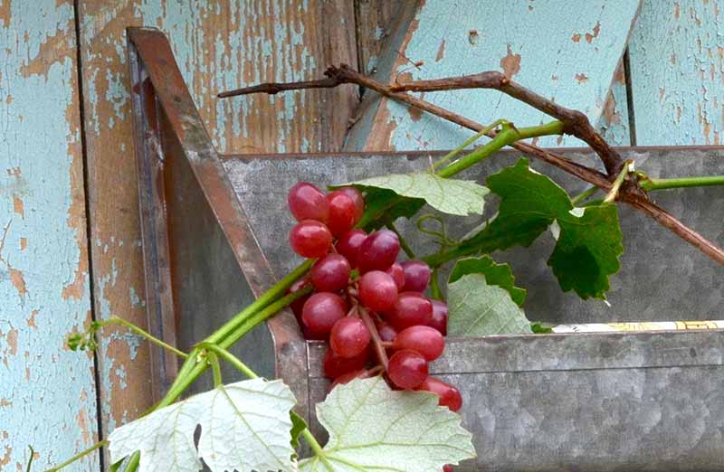 Rustic Wall Trough Planters  Set Of 2