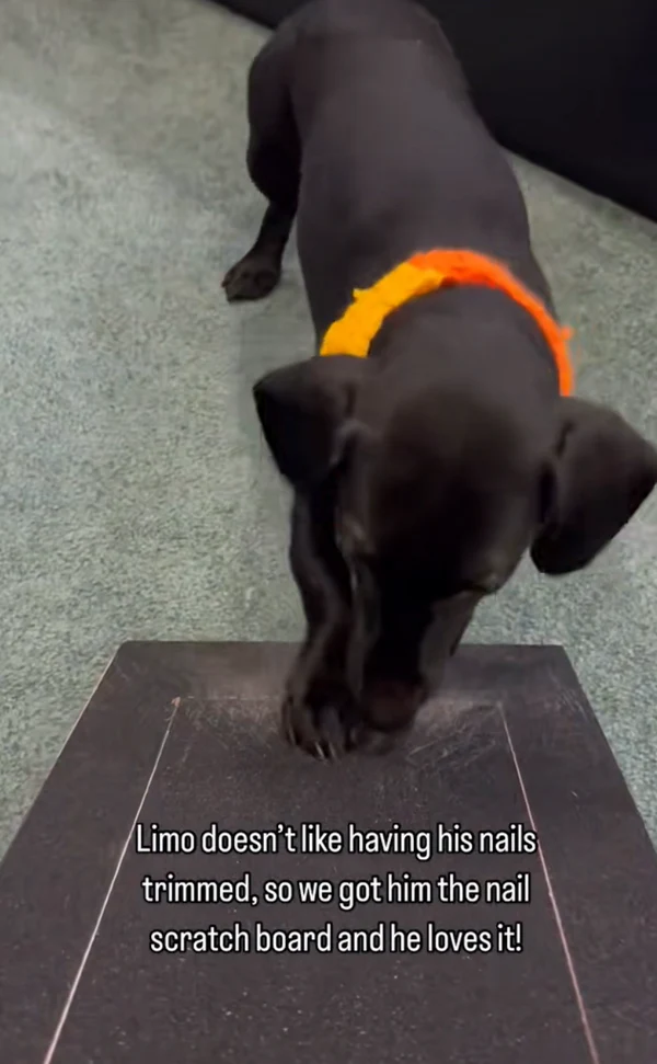 Wooden Dog Scratching Post