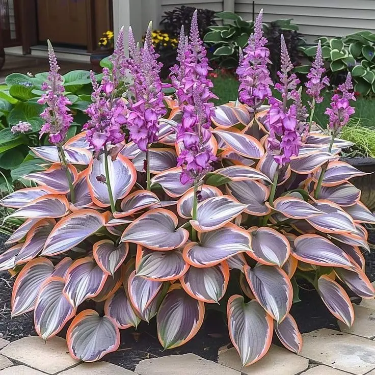 [Promise: Germinate or Refund] 100 Mixed Color Hosta Seeds| Shade-Loving Perennials with Stunning Foliage| Easy to Grow, Low Maintenance & Perfect for Pots or Garden Beds| Year-Round Beauty for Any Space , Same packaging