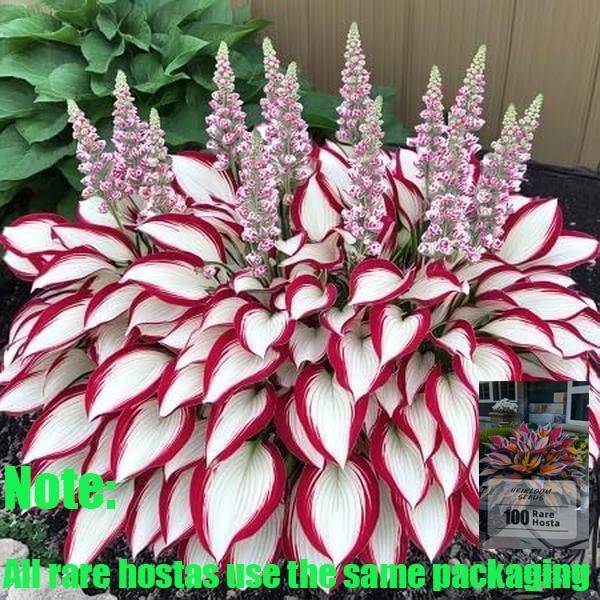 Hosta Plant Seeds -Elegant White and RedVarieties for Stunning Outdoor Spaces, Perfectfor All Skill Levels
