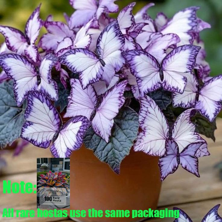 Purple Hosta Seeds Stunning Perennial Beautyfor Easy Outdoor Gardening