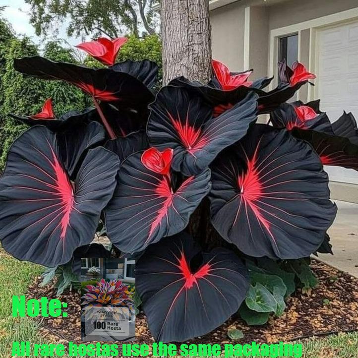 Black Red Hosta Seeds Unique Easy-to-GrowPerennial Low Maintenance Perfect for ShadeGardens & Pots Indoor Outdoor Planting FlowerDecorative