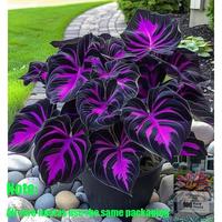Rare Hosta Flower Seeds for Perennial Shade Garden Ornamental Foliage for Landscaping Outdoor
