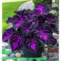 Rare Hosta Flower Seeds for Perennial Shade Garden Ornamental Foliage for Landscaping Outdoor