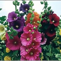 [Promise: Germinate or Refund] 200PCS+ Hollyhock Seeds – Colorful Tall Blooms, Heirloom & Non-GMO, Perfect for Fences, Borders & Cottage Gardens