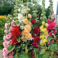 [Promise: Germinate or Refund]200pcs Double Hollyhock Seeds 'Radiant Rose’ - Mixed Colors, Non-GMO Heirloom, Hardy Biennial for Vibrant & Tall Blooms Plant Garden Outdoor Flower Pot Decorative Tulip