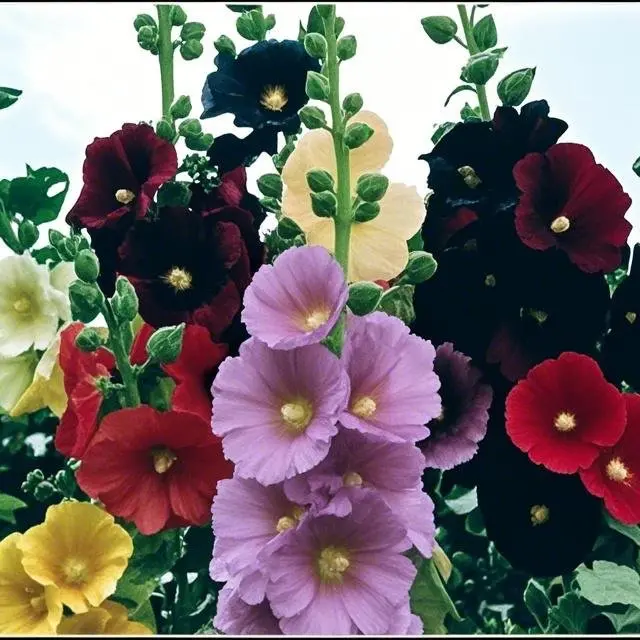 [Promise: Germinate or Refund] 200PCS+ Hollyhock Seeds – Colorful Tall Blooms, Heirloom & Non-GMO, Perfect for Fences, Borders & Cottage Gardens