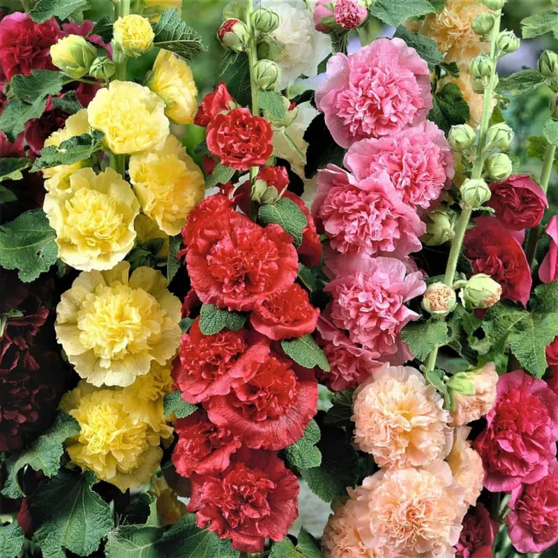[Promise: Germinate or Refund]200pcs Double Hollyhock Seeds 'Radiant Rose’ - Mixed Colors, Non-GMO Heirloom, Hardy Biennial for Vibrant & Tall Blooms Plant Garden Outdoor Flower Pot Decorative Tulip