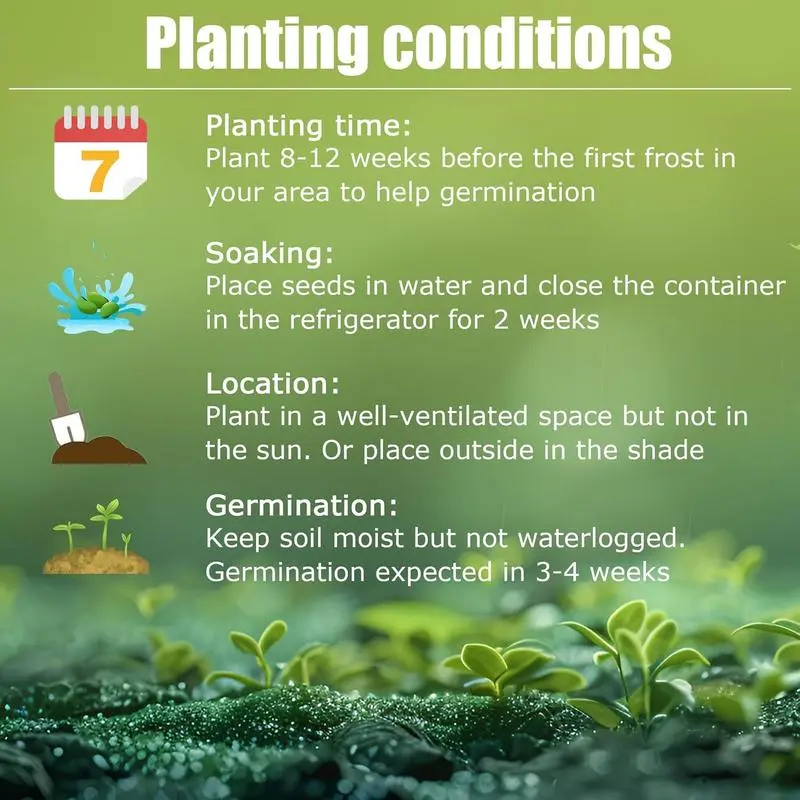 Rare Hosta Flower Seeds for Perennial Shade Garden Ornamental Foliage for Landscaping Outdoor