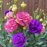 200+pcs Mixed Color Thornless Rose Seeds Eustoma/Lisianthus Grandiflorum Thornless Rose Seeds , Easy to Grow, Year-round Planting Garden Flower Pink Decorative