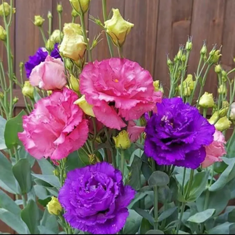 200+pcs Mixed Color Thornless Rose Seeds Eustoma/Lisianthus Grandiflorum Thornless Rose Seeds , Easy to Grow, Year-round Planting Garden Flower Pink Decorative