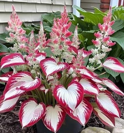 Hosta Plant Seeds -Elegant White and RedVarieties for Stunning Outdoor Spaces, Perfectfor All Skill Levels