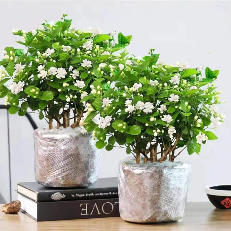 100+ pcs Jasmine Seeds for Planting,Non-GMOHeirloom,90% Germination Rate, PerennialGarden Bonsai Plant, No Experience RequiredEasy to Grow Flower White