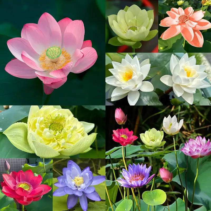 [Promise: Germinate or Refund]40PCS Bowl Lotus Seeds Bonsai Lotus Seeds for Planting Water Lily Flower Aquatic Plants Seed Pond Plants Non GMO Home Garden Plant Seed Flowering Aquatic Bonsai Plant (Nelumbo)