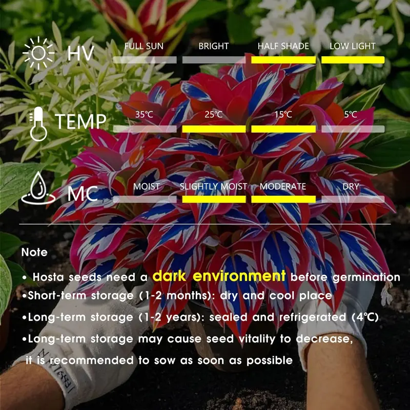 Hosta Seeds, 100 Rare White& Red Hosta with Blue Variations - Perennial Plants for Outdoor Gardens, Pollinator Attraction, Indoor Bonsai Decoration Pothos Collection